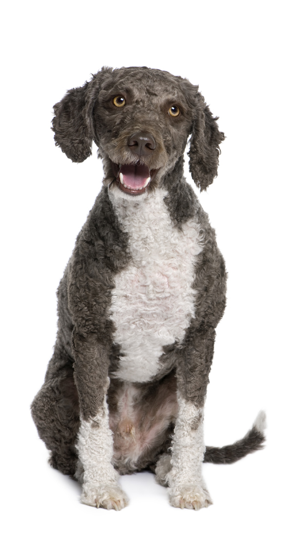 Spanish water spaniel dog, 3 years old, sitting in front of whit